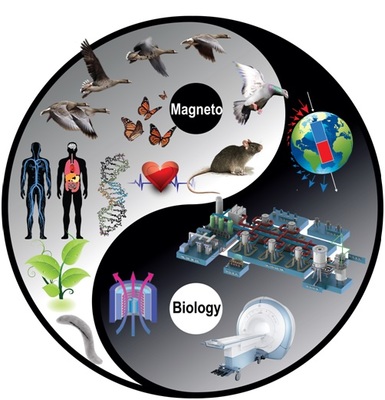磁共振技術(shù)在生命科學與自然科學研究中的革命性應用